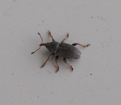 Réf. 250 228 : Tychius sp.